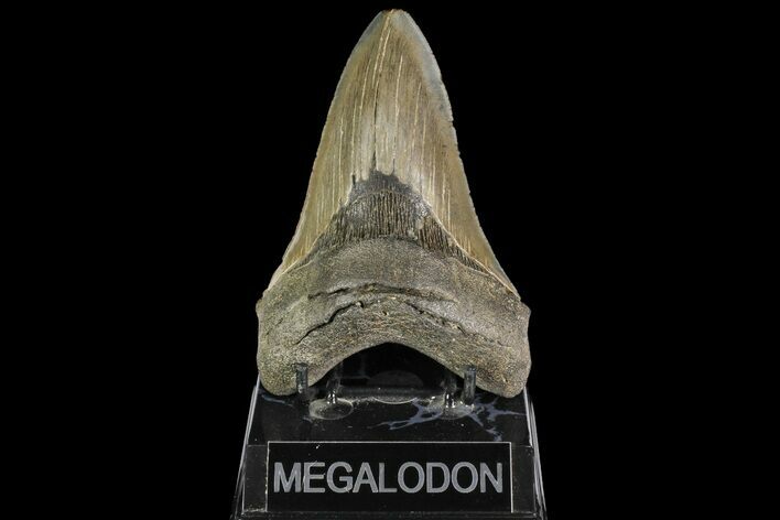 Serrated, Fossil Megalodon Tooth - Georgia #138987
